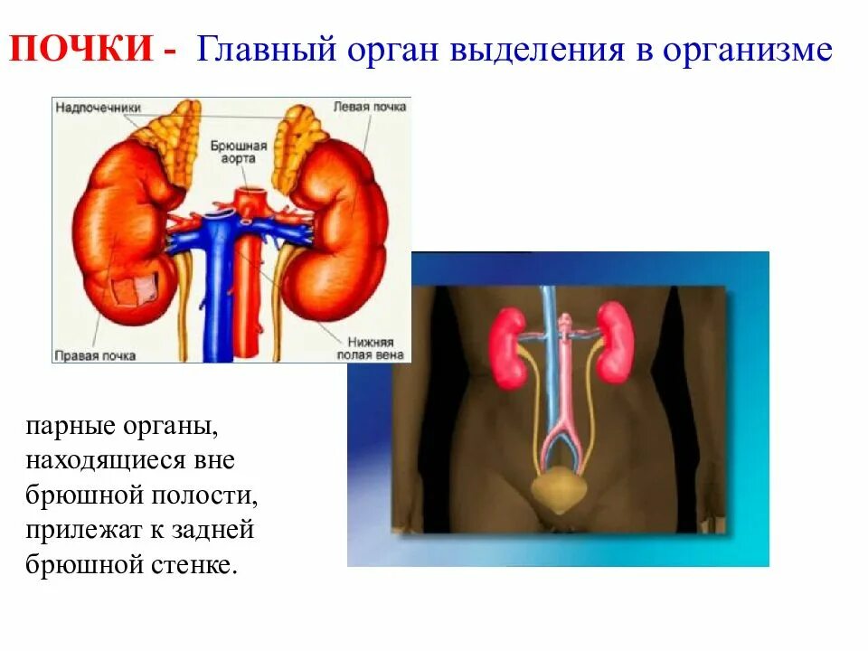 Расположение почек. Выделительная функция почек. Парные органы в организме