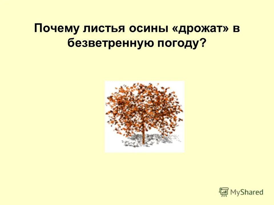 Безветренная погода как называется. Осина дрожащая. Осиновый лист дрожит. Почему у осины дрожат листья. Почему осиновый лист дрожит.