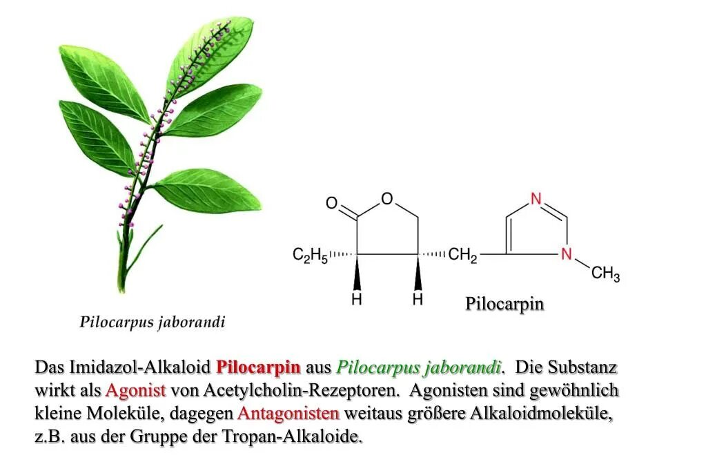 Пилокарпус перистнглистной. Pilocarpus Jaborandi. Пилокарпус Яборанди вещества. Пилокарпин формула листья пилокарпуса Яборанди. Алкалоид в чайных листьях