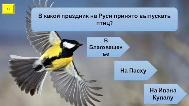 Олимпиада выпускают голубей. Первые соревнования гимнастов. Олимпийские виды спотра. Каких птиц выпускали на олимпийских. Гармиш-партенкирхен олимпиада 1936.