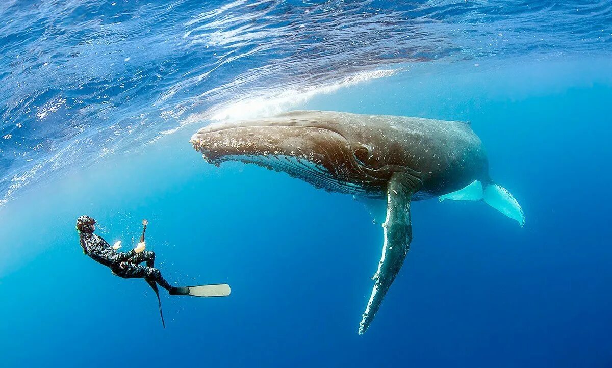 Крупное млекопитающее в мире. Кит Горбач. Горбач синий кит Кашалот. Китообразные горбатый кит. Синий горбатый кит.