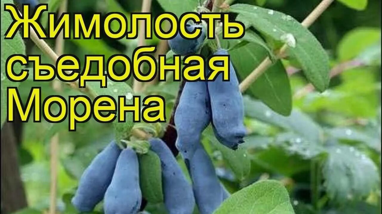 Морена жимолость "Кедр" Питомник растений в СПб