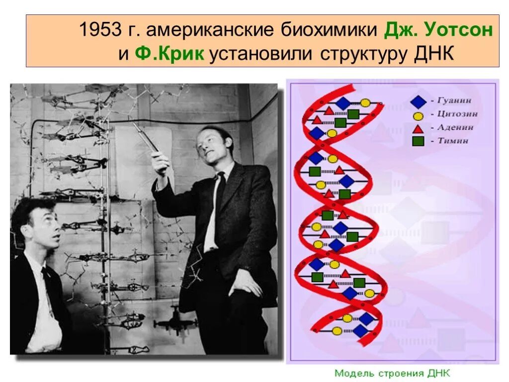 Открытые структуры днк. Открытие структуры молекулы ДНК (Уотсон и крик, 1953). Дж Уотсон и ф крик. Структура ДНК 1953. Открытие структуры ДНК Уотсоном, крик Франклин.