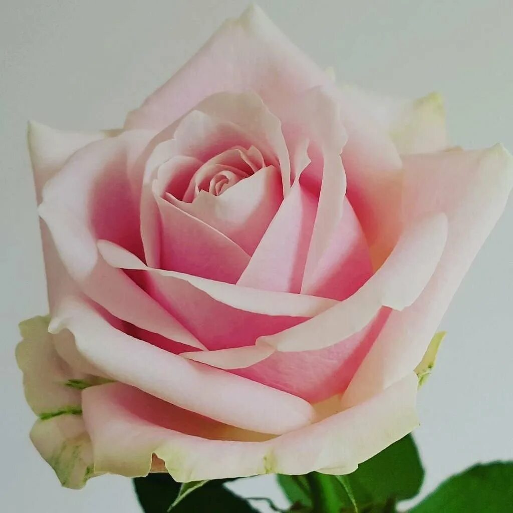 Розовые розы сорта названия. Аваланш Свит сорт розы.