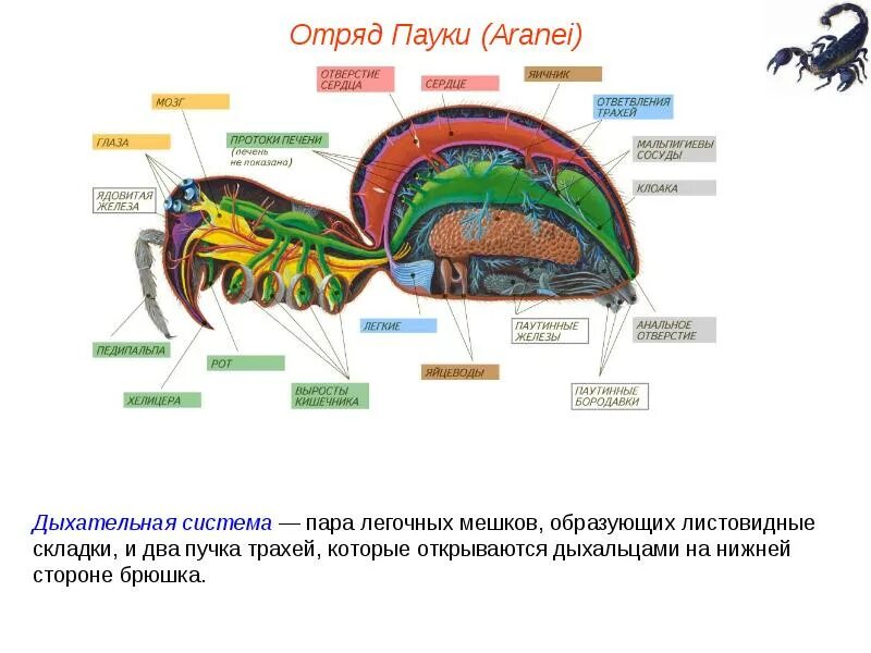 Дыхание паукообразных трахейно легочное. Строение паукообразных 7 класс биология. кровеносная система незамкнутая у паукообразных. органы осязания у членистоногих. сердце паукообразных.