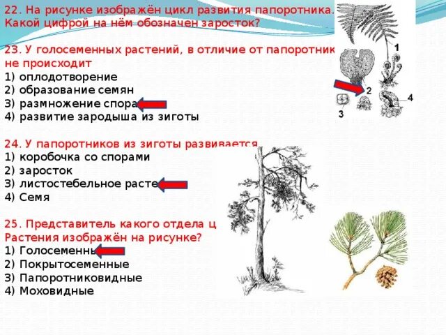 Основные признаки голосеменных растений 7. Отличие голосеменных от папоротников. отличие голосеменных от папоротникообразных. отличие строения голосеменных от папоротников. голосеменные растения в отличие от папоротников.