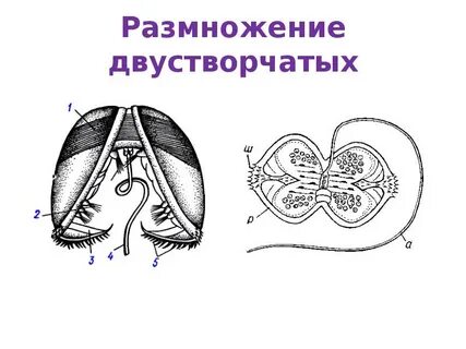 Двустворчатые строение