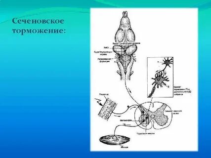 Сеченовское торможение физиология