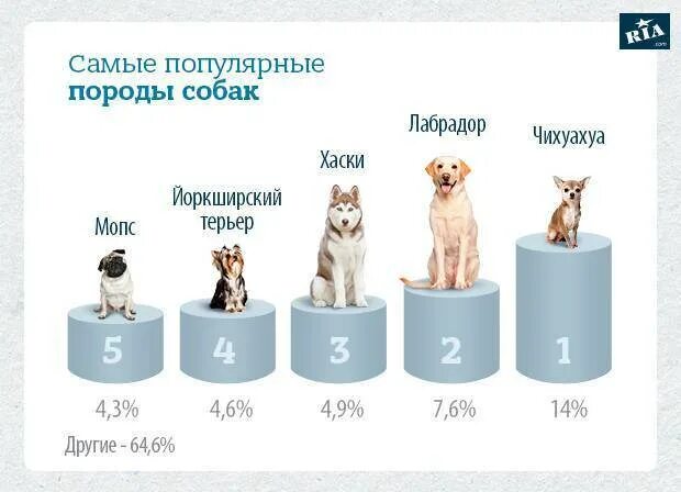 Какие домашние животные добавлены в личном кабинете. Самые популярные породы кошек статистика. Популярность пород собак. Статистика самых популярных пород собак. Места по популярности собак.