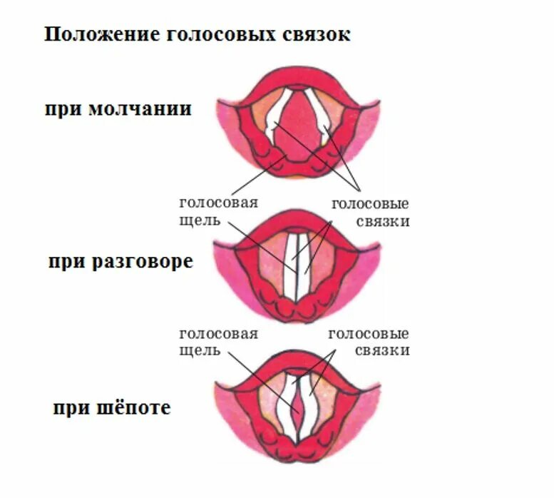 Правильно голосовой