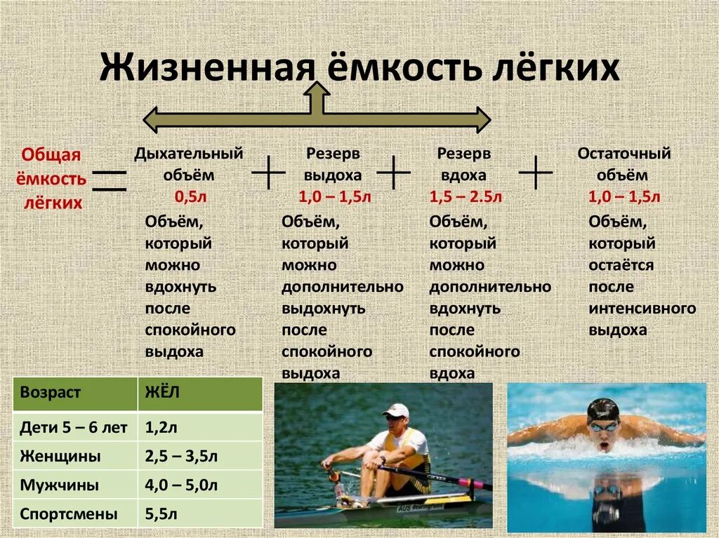 Жизненная емкость складывается из. Жизненную емкость легких (жел) составляет. Объем жизненной емкости легких составляет. Жизненная емкость легких жел это. Жизненная емкостл легких.