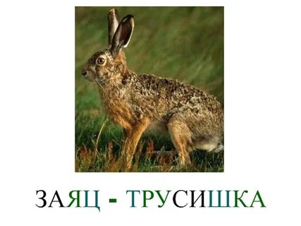 Почему зайца называют трусишкой