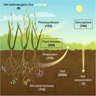 Carbon plants
