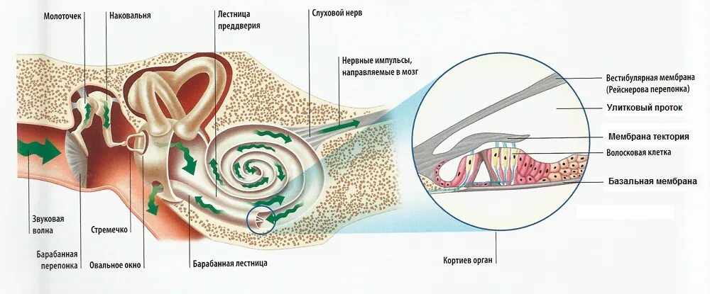 Звуковая волна колеблет барабанную перепонку схема. Строение уха волосковые клетки. Внутреннее ухо строение улитки. Строение оболочек уха. Барабанная перепонка овальное окошко