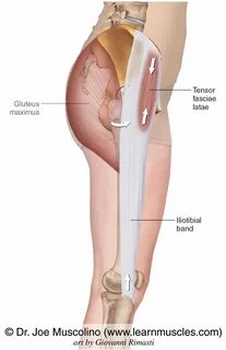Tensor Fasciae Latae (&8220;TFL&8221