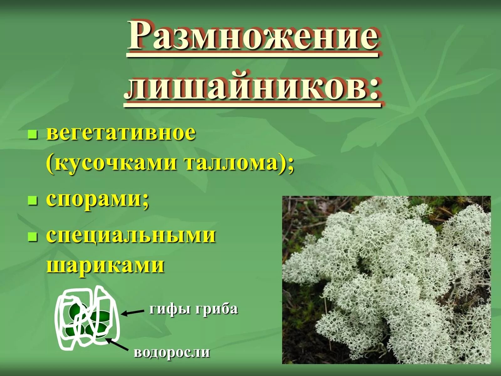В основном лишайники размножаются. Лишайники размножение. грибы и лишайники. размножение лишайников. лишайники могут размножаться....