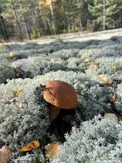 Грибные места в нижегородской