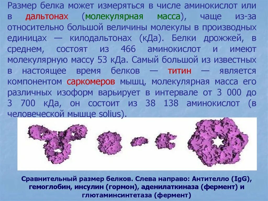 Гемоглобин какая ткань. Аденилаткиназа. Гемоглобин это гормон. Молекула инсулина. Инсулин гормон.