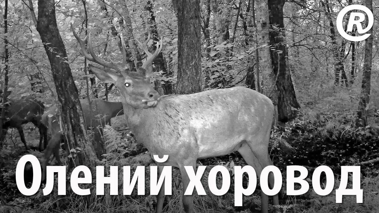 Хоровод оленей мем. Звук оленя слушать. Видео олений. Видео олений. Видео олений.