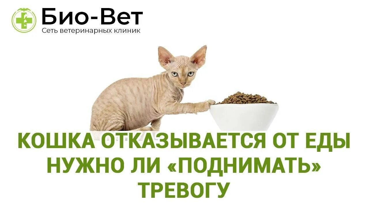 Отказ от еды у кошек. Кот отказывается. Кошка отказывается от еды. Кошка отказывается от пищи несколько дней.