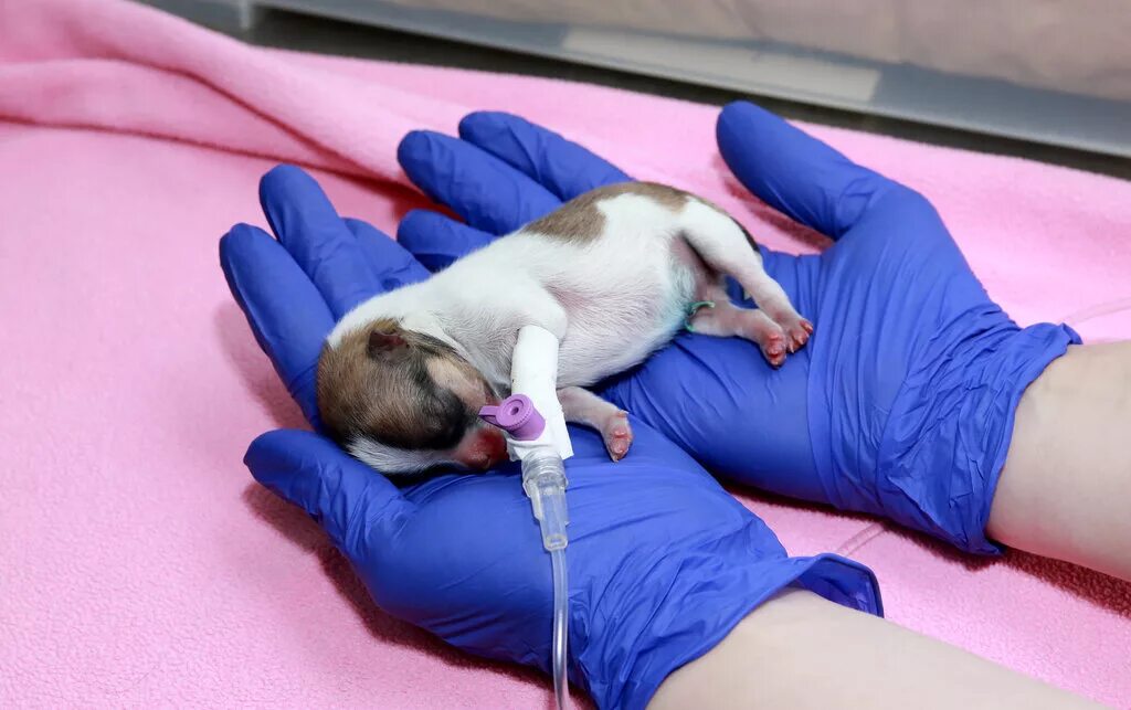 ветеринарная клиника колибри. ветклиника колибри вакансии. вет клиника "колибри" долгопрудный. колибри ветеринарная клиника долгопрудный. хатико ялта ветклиника.