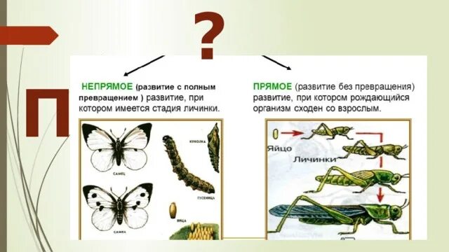 Стадии непрямого развития. Схему непрямого развития с неполным метаморфозом. Непрямое развитие насекомых схема. Схема непрямого развития с полным метаморфозом. Непрямое постэмбриональное развитие с полным превращением.