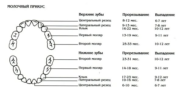 К зубам приберу значение. Молочный прикус сроки прорезывания зубов. Зубы молочного прикуса схема. Временный прикус сроки прорезывания. Период формирования молочного прикуса.