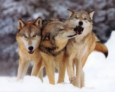 Wolf other