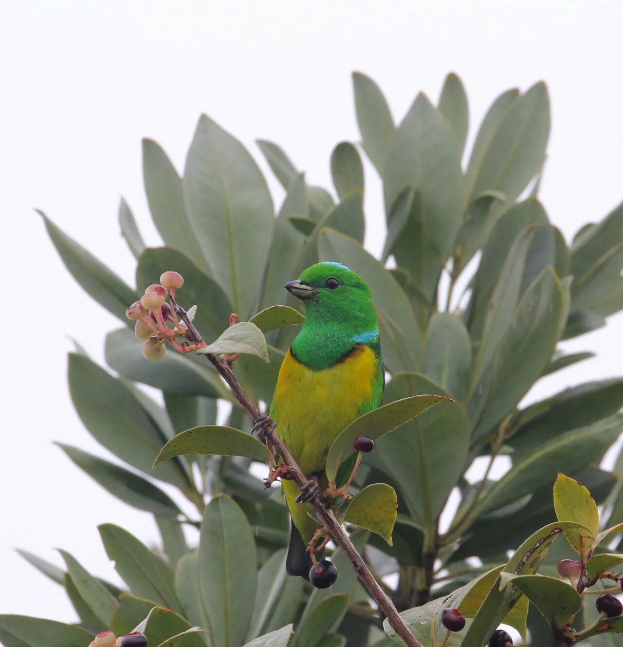 After a bird. Blue-crowned Chlorophonia (Chlorophonia occipitalis). Blue-naped Chlorophonia.