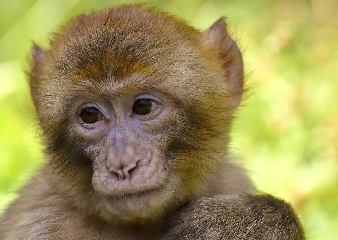 Monkey vs monkey