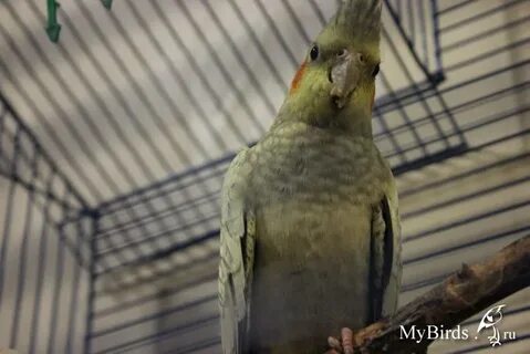 Корелла скрипит клювом