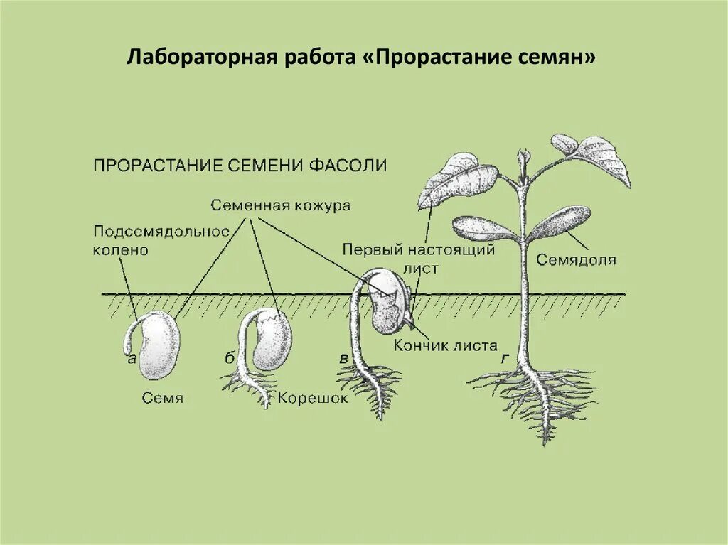 Практическая работа прорастание семян 6 класс