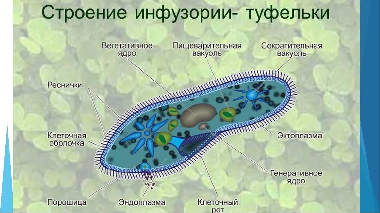 Структуры инфузории туфельки. Инфузория туфелька строение. Структура клетки инфузории туфельки. Инфузория туфелька способна к фотосинтезу. Внешнее строение инфузории туфельки.