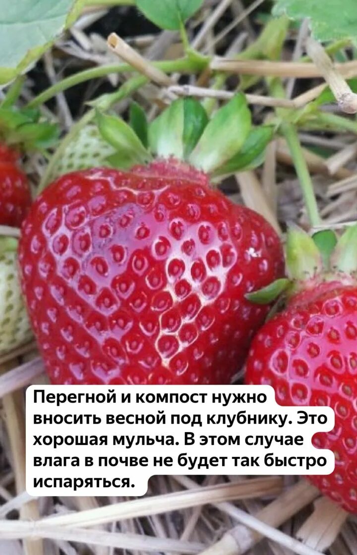 Рост земляники. Рост клубники. Стадии созревания земляники. Стадии развития клубники. Клубника сорт джоли.