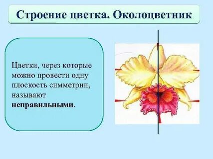 Число листьев околоцветника