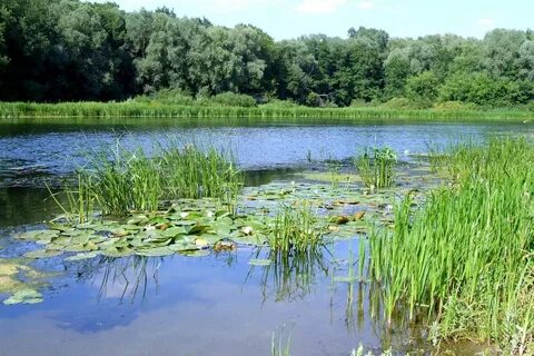 Река ведь