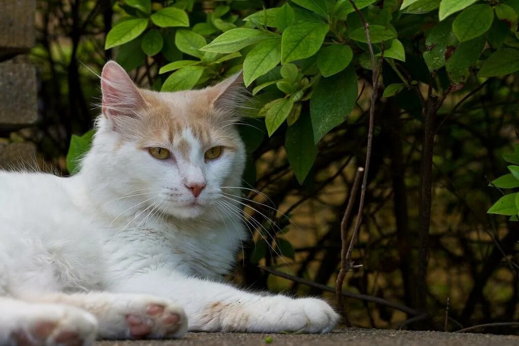 Турецкий Ван. Турецкий Ван кот. Турецкий Ван кошка фото. Турецкий Ван короткошерстный. Кошки в озерах