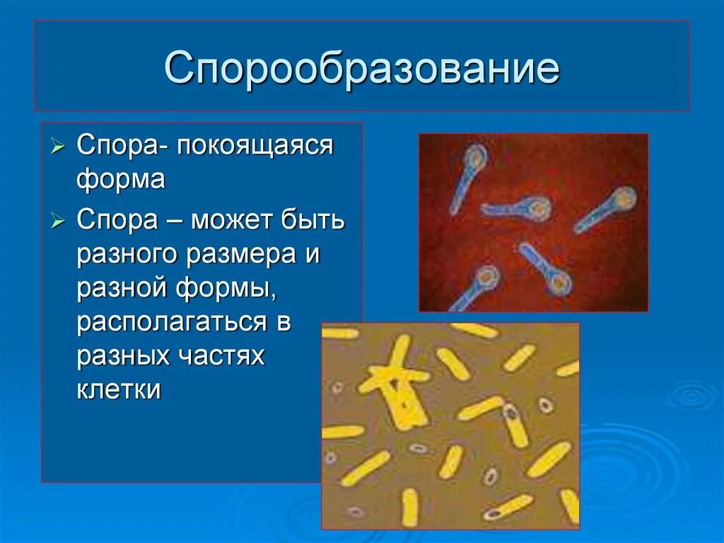 Покоящиеся формы бактериальных клеток. Формы спор бактерий. Строение споры бактерий. Расположение спор у бактерий. Форма спор бактерий