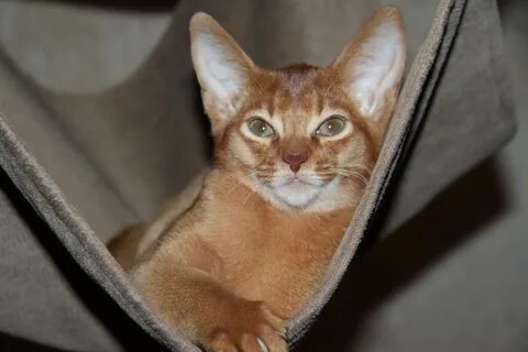 Питомник абиссинских кошек