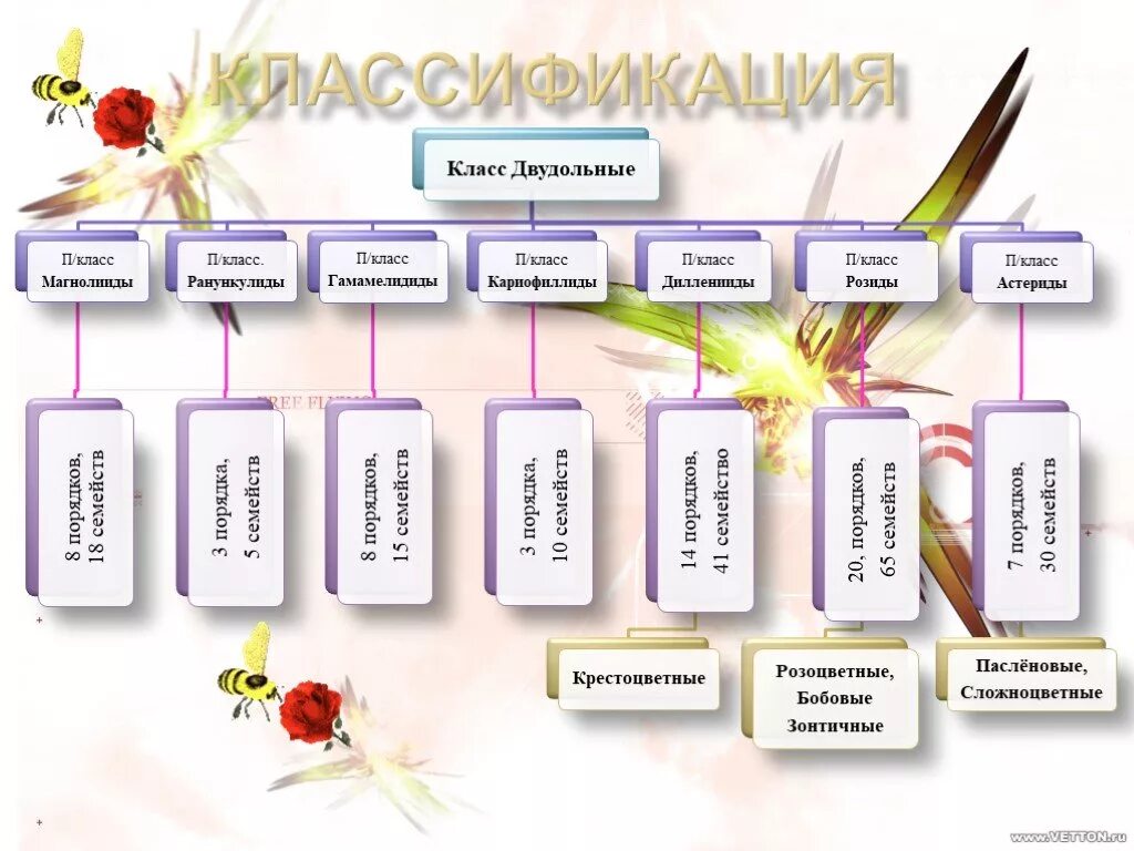 Тест по теме семейства. Классификация растений 6 класс двудольные. Класс двудольные растения 6 класс биология. Систематика класса двудольные. Классификация двухдольные растений.