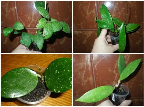 хойя комнатное растение размножение. хойя комнатное растение размножение. хойя белла черенок. хойя белла укоренение. хойя размножение черенками.