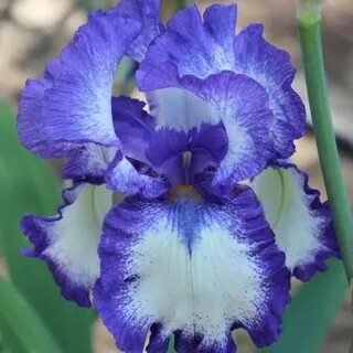 Bzigo iris
