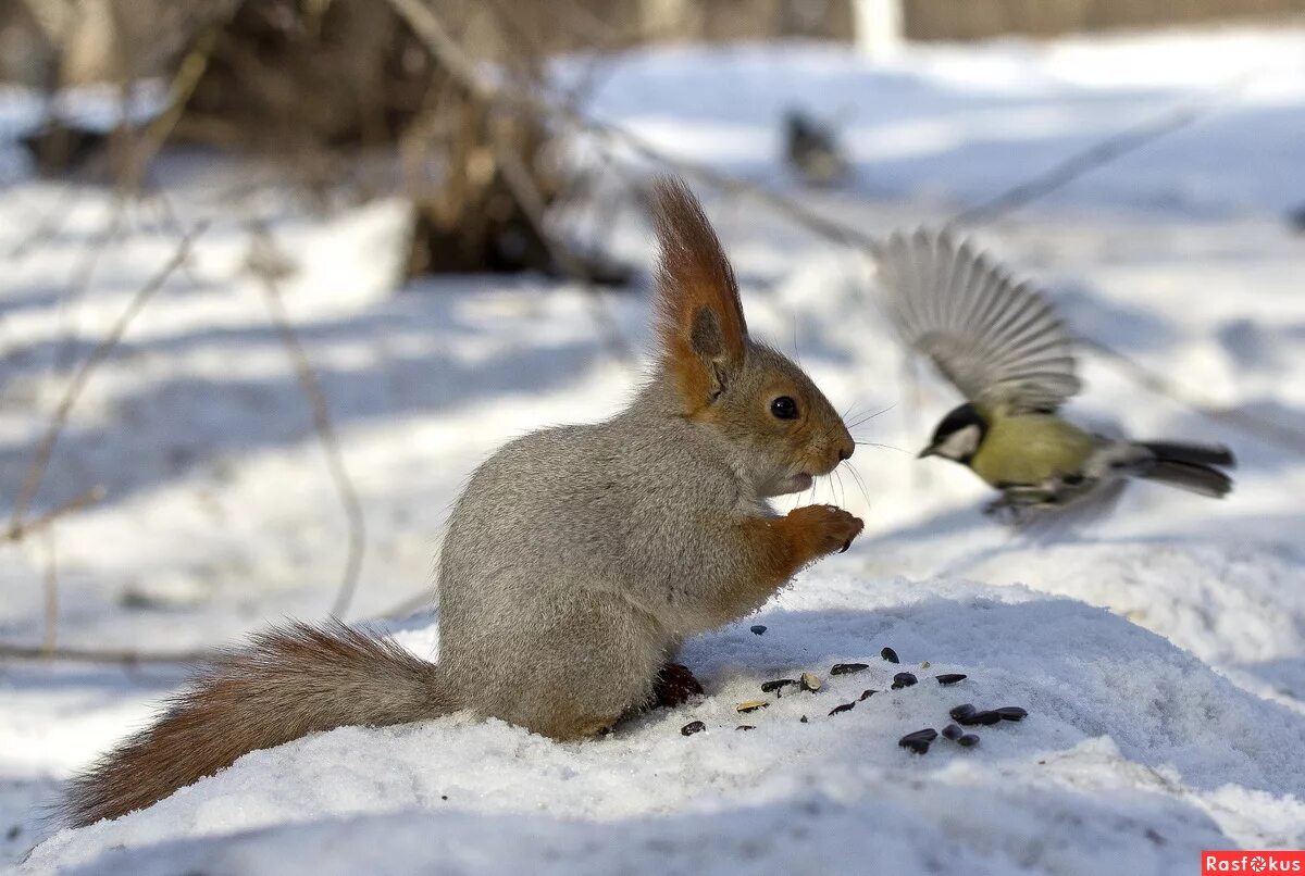 Животные перед зимой. Звери зимой. Звери и птицы зимой. Звери и птицы в зимнем лесу. Белка зима.