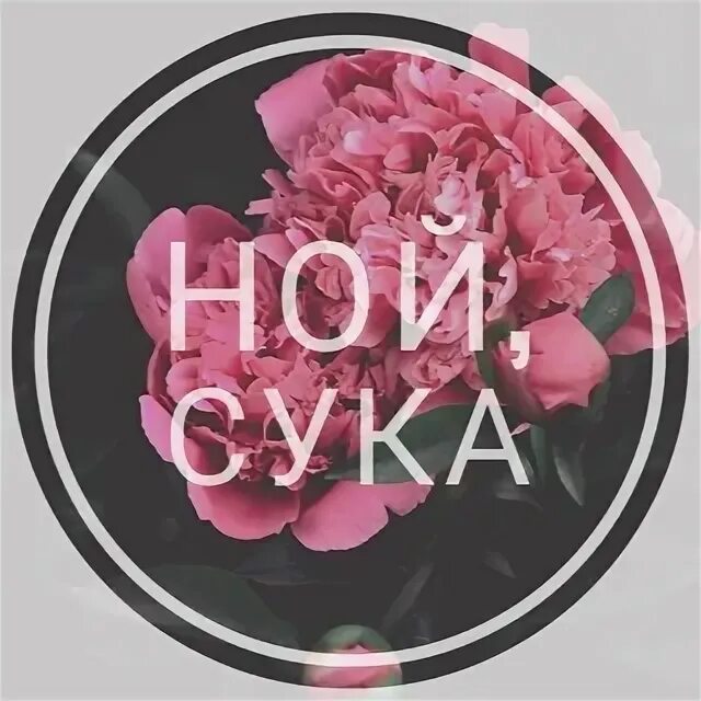 Обои не ной сука. Не Ной надпись. Картинка на телефон не Ной сука. Обои с надписью не Ной сука. Не Ной картинки.