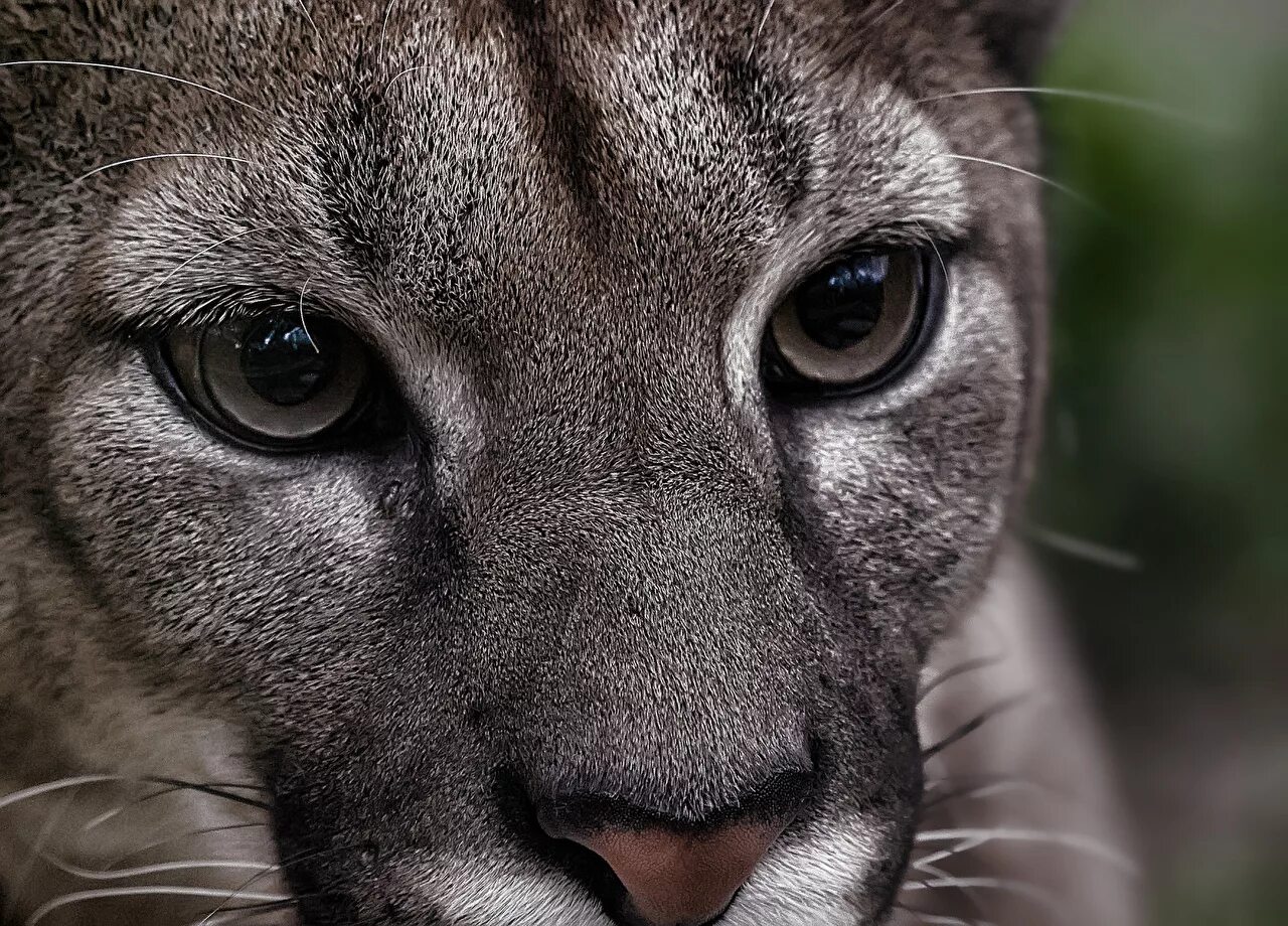 строгое животное. строгое животное. рост гепарда. золотистая пума.