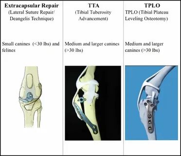 Операция tplo собаке