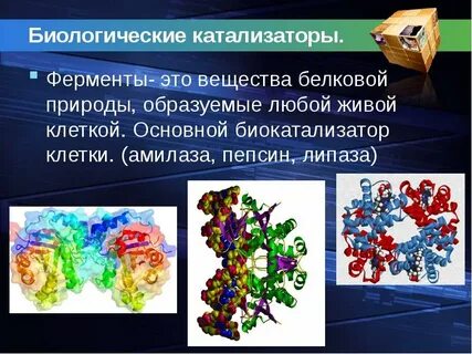 Ферменты конспект биология