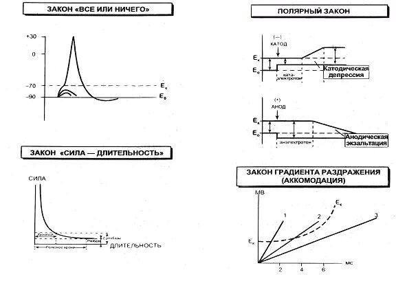 Нарастание силы. Закон силы раздражения физиология график. Аккомодация физиология возбудимых тканей. Закон раздражения закон аккомодации. Закон силы физиология график.