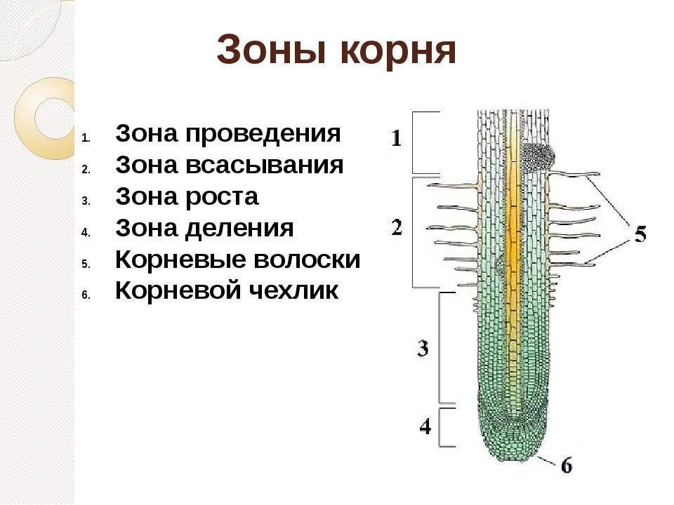 Анатомические зоны корня