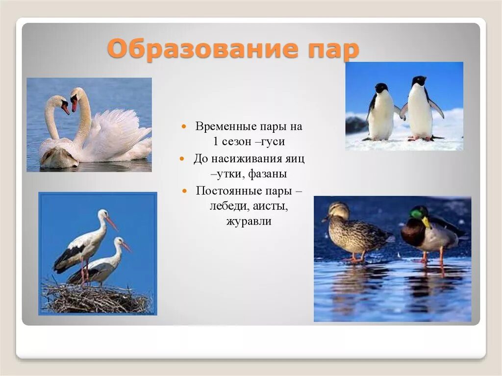 Сезонные изменения птиц. Годовой цикл жизни птиц. Сезонные явления в жизни птиц. Сезонные изменения в жизни птиц.